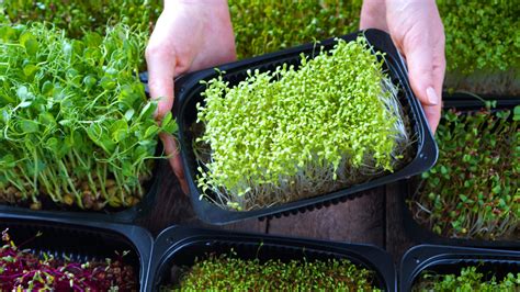 Grow an Indoor Microgreens Garden – Here’s How! | Indoor Gardening