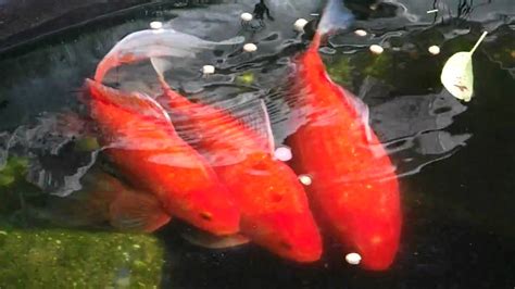 My Goldfish pond - YouTube