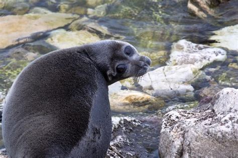 Lake Baikal: the most amazing lake on the planet | Pinniped, Cute ...