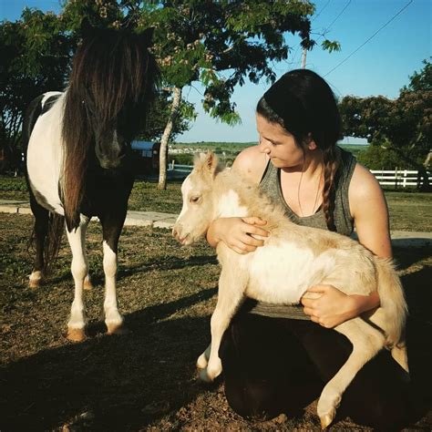 Austin's Miniature Horse Farm Outside Of The City Makes For The Cutest Day Ever | Miniature ...