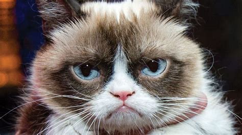 Grumpy Cat Bilder ~ Grumpy Cat Says Yes! | Enterisise