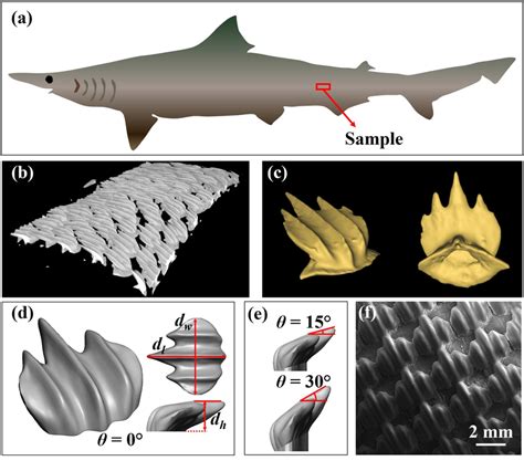 Configurations of the real and biomimetic shark scales. a Schematic of... | Download Scientific ...