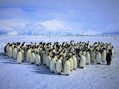 Animal Antarctica Ice King Penguin Mountain Penguin Snow Wallpaper ...