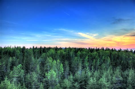 Sunset over pine forest and sky at Pictured Rocks National Lakeshore, Michigan image - Free ...