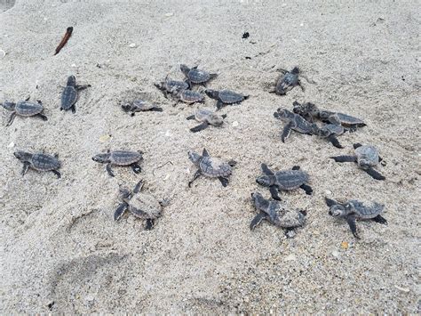 Sea Turtle Hatchlings | Loggerhead Hatchlings FWC photo by T… | Flickr