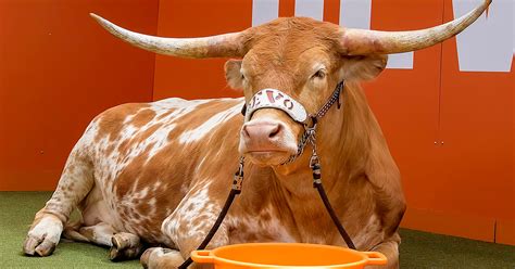 Texas mascot Bevo banned by Kansas from appearing on sideline