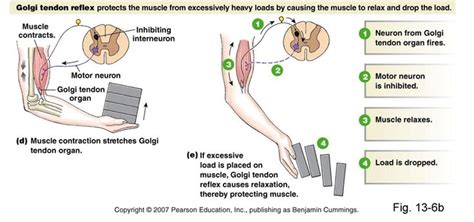 Golgi Tendon Reflex | Physiology, Muscle relaxer, Musculoskeletal system