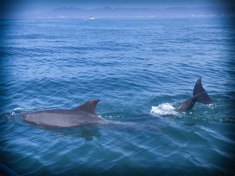 What To Expect When Swimming With Wild Dolphins - The Wandering Daughter - Family Travel