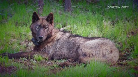 Judge to rule Friday on lawsuit on Colorado wolf reintroduction | 9news.com