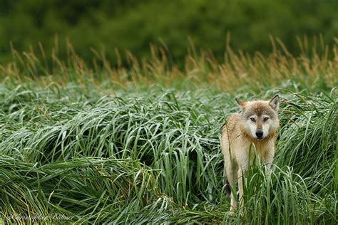 Yellowstone Camera | International Travel Photography Workshop | Photography