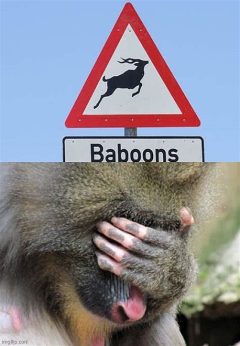 Baboons? - Imgflip