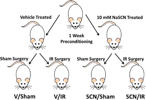 Rat IR experimental model. Sprague-Dawley rats were preconditioned for ...