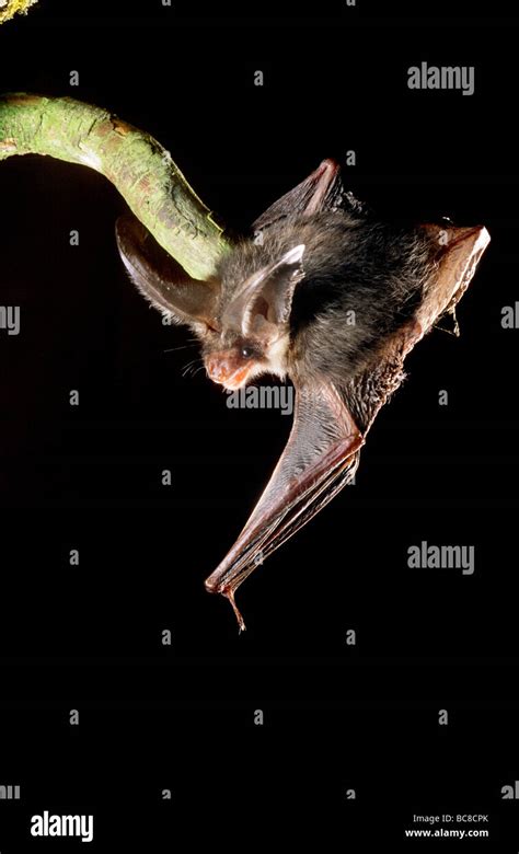 Bat taking off from a branch Stock Photo - Alamy