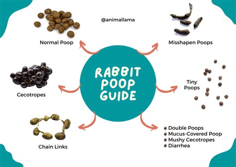 Rabbit Poop Guide: What Does Normal Rabbit Poop Look Like | Animallama