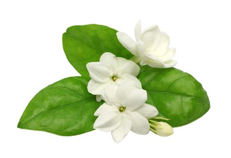 jasmine flower png transparent background 29719887 PNG