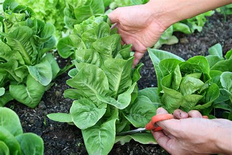 Harvesting your Lettuce - Food Gardening Network