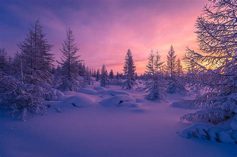 Fonds d'ecran Hiver Levers et couchers de soleil Soir Neige Picea Nature télécharger photo