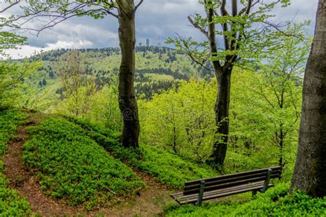 The Forest of Friedrichroda in Thuringia with Sun Stock Photo - Image ...