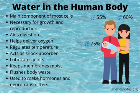 How Much Water Is in the Human Body?