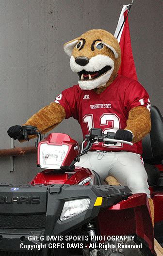 Butch T. Cougar (Butch) | Washington State Cougars Mascot - Washington ...