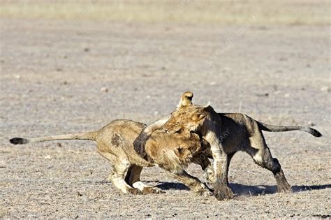 African lion juveniles play-fighting - Stock Image - C009/9585 - Science Photo Library