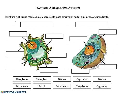 Ejercicio de partes de la celula animal y vegetal – Artofit