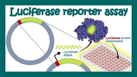 Detecting Luciferase: Equipment And Techniques For Assay Development - Healthtipslive - Medium