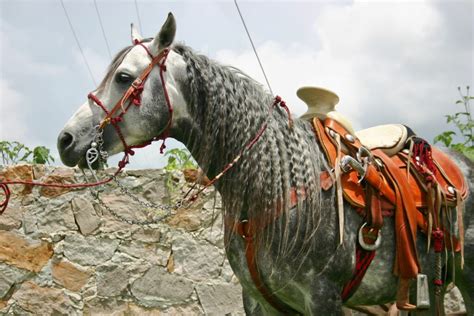 Breed Profile: Meet the Mexican & American Azteca Horse - Horse Rookie