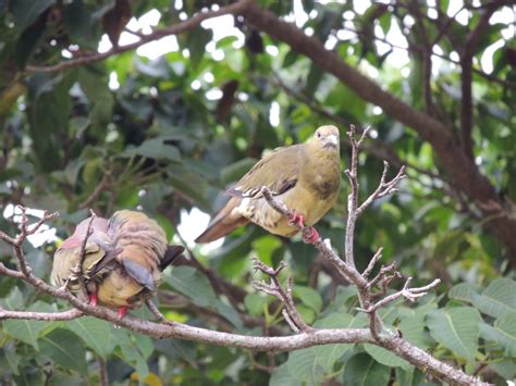 de RK Eco Gallery: Burung Punai