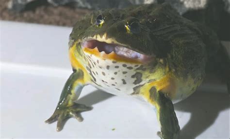 African Bullfrog Teeth: Few Amazing Facts - AMPHIPEDIA