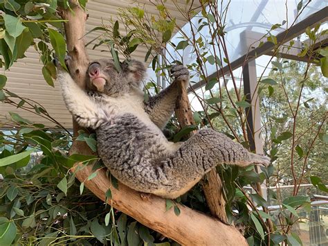 Koala's: Fun Facts & More - WILD LIFE Sydney Zoo