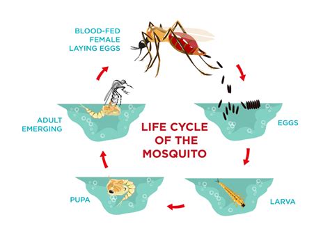 Mosquito Life Cycle Diagram