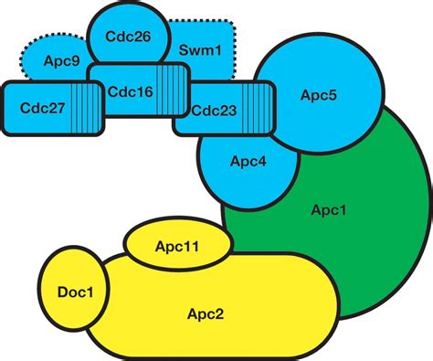 An architectural map of the anaphase-promoting complex