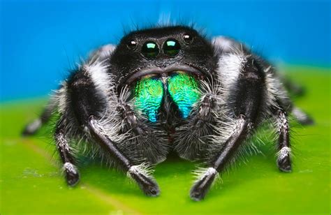 Phidippus regius | "Regal Jumper" | Patrick Zephyr Photography