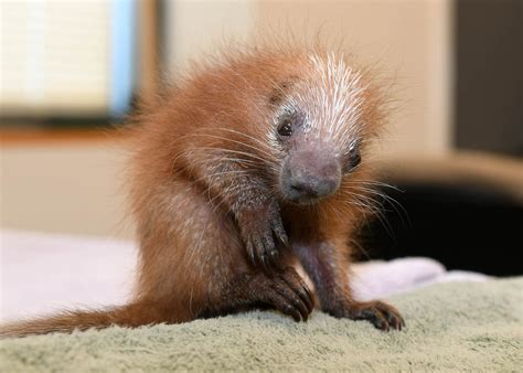 Baby porcupine is first of its species to be born at Brookfield Zoo - Chicago Sun-Times