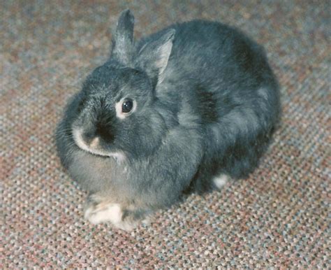 The Ultimate Guide to Dwarf Rabbit Care | PetHelpful