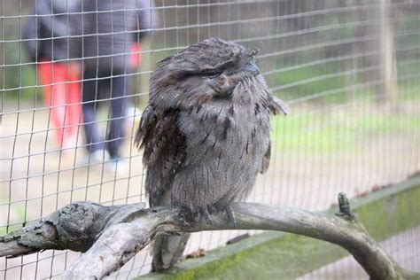 Phillip Island Wildlife Park - Animal Zoo Opening Hours & Ticket Prices