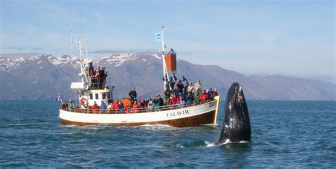 Wildlife Iceland - Birdwatching, Whalewatching and Unique Icelandic Wildlife