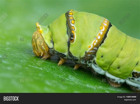 Cute Caterpillar , Image & Photo (Free Trial) | Bigstock