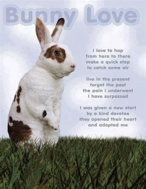 Bunny Love Quotes. QuotesGram