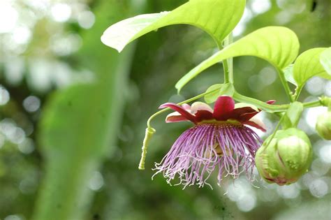 Giant granadilla | Passion fruit, Plants, Giants