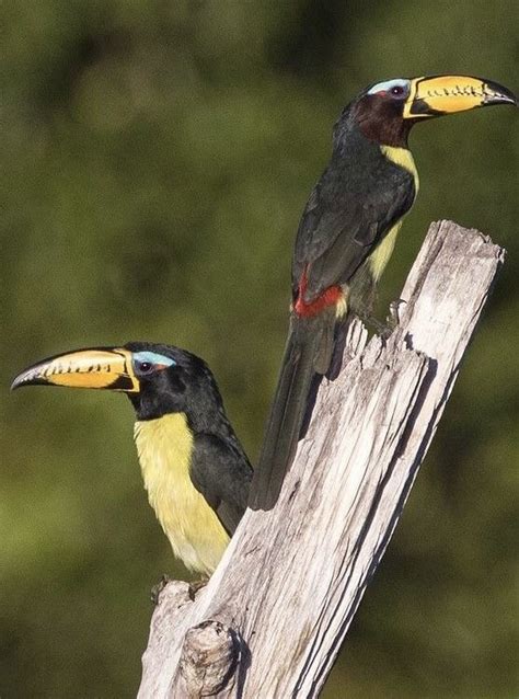 Lettered Aracari Noah S Ark, Bird Pins, Beautiful Birds, Parrot, Cute Animals, Creatures ...