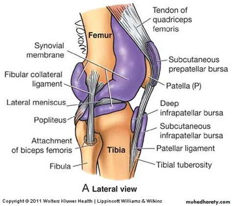 knee joint anatomy pptx - مؤيد - Muhadharaty