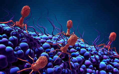 Gigantic phages bigger than bacteria - World Today News