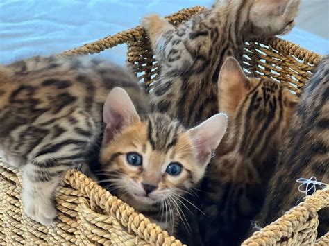 Bengal cat breeders Philadelphia | Bengal cat sale