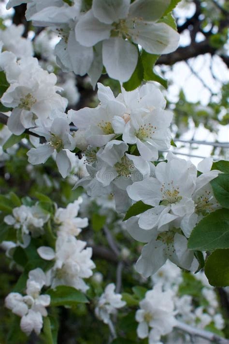 White Crabapple Tree Blossoms Closeup Stock Image - Image of tree ...