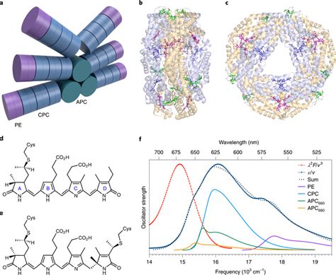 Structure and linear spectroscopy of the phycobilisome from Fremyella ...