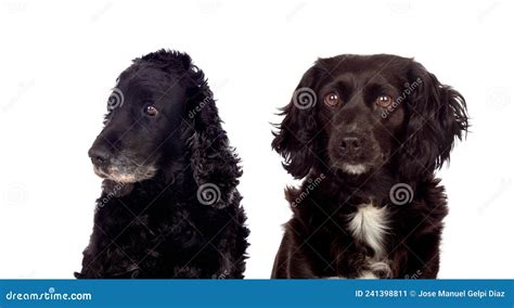 Two Funny and Different Dogs Stock Image - Image of purebred, animal: 241398811