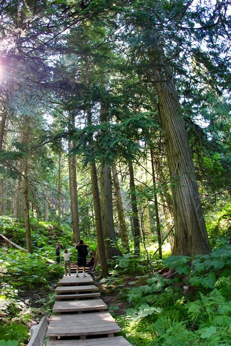 Giant Cedars boardway | Home of some of the oldest trees in … | Flickr