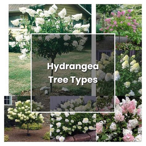 How to Grow Hydrangea Tree Types - Plant Care & Tips | NorwichGardener